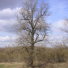 Horoskop Celtycki - Topola